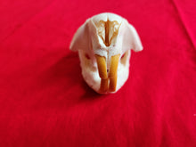 Load image into Gallery viewer, Small Beaver Skull - BVS1031