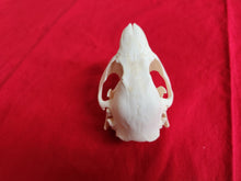 Load image into Gallery viewer, Small Beaver Skull - BVS1031