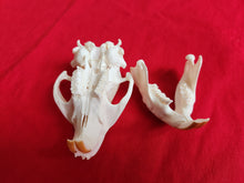 Load image into Gallery viewer, Small Beaver Skull - BVS1031