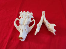 Load image into Gallery viewer, XXXL Beaver Skull - BVS1032