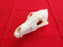 Load image into Gallery viewer, XXL Coyote Skull - CYS1003