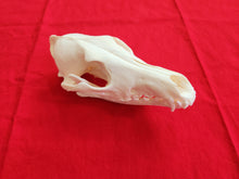 Load image into Gallery viewer, XXL Coyote Skull - CYS1003