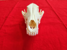 Load image into Gallery viewer, XXL Coyote Skull - CYS1003