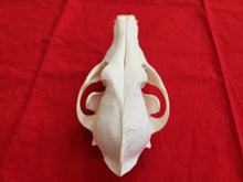 Load image into Gallery viewer, XXL Coyote Skull - CYS1003