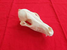 Load image into Gallery viewer, LM Coyote Skull - CYS1002
