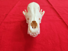 Load image into Gallery viewer, LM Coyote Skull - CYS1002