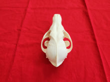 Load image into Gallery viewer, LM Coyote Skull - CYS1002