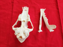 Load image into Gallery viewer, LM Coyote Skull - CYS1002