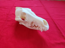 Load image into Gallery viewer, XL Coyote Skull - CYS1004