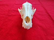 Load image into Gallery viewer, XL Coyote Skull - CYS1004