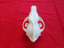 Load image into Gallery viewer, XL Coyote Skull - CYS1004
