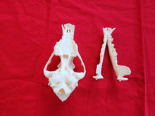Load image into Gallery viewer, XL Coyote Skull - CYS1004