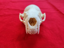 Load image into Gallery viewer, XXXL River Otter Skull - ROS1004
