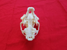 Load image into Gallery viewer, XXXL River Otter Skull - ROS1004