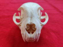 Load image into Gallery viewer, XL Bobcat Skull - BCS1008