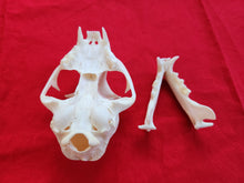 Load image into Gallery viewer, XL Bobcat Skull - BCS1008