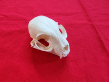 Load image into Gallery viewer, LM Bobcat Skull - BCS1009