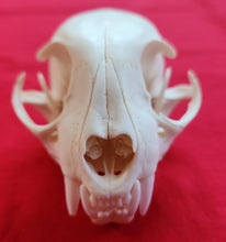Load image into Gallery viewer, LM Bobcat Skull - BCS1009