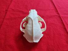 Load image into Gallery viewer, XXL Raccoon Skull - RCS1003