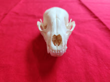 Load image into Gallery viewer, Large Raccoon Skull - RCS1004
