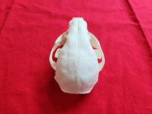 Load image into Gallery viewer, Large Raccoon Skull - RCS1004