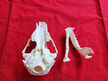 Load image into Gallery viewer, Large Raccoon Skull - RCS1004