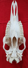 Load image into Gallery viewer, Cow Moose Skull - CMS1001