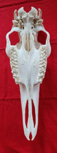 Load image into Gallery viewer, Cow Moose Skull - CMS1001