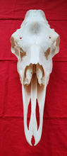Load image into Gallery viewer, Cow Moose Skull - CMS1001