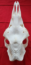 Load image into Gallery viewer, Cow Moose Skull - CMS1001