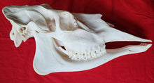 Load image into Gallery viewer, Cow Moose Skull - CMS1001