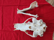 Load image into Gallery viewer, Large Black Bear Skull - BBS1018