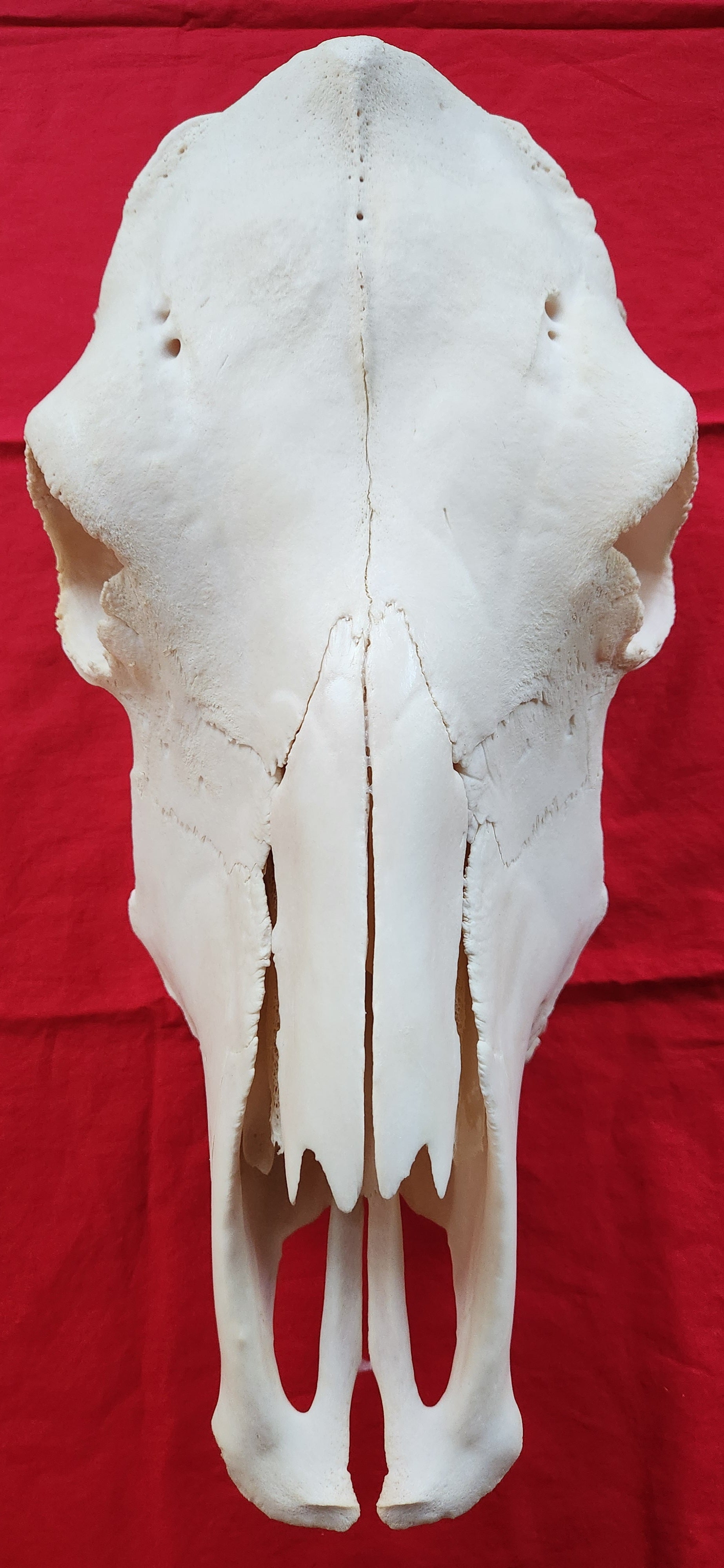 Real cow skull outlet