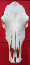Load image into Gallery viewer, Beef (Cow) Skull - BES1002
