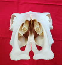 Load image into Gallery viewer, Beef (Cow) Skull - BES1002