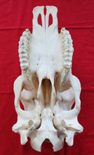 Load image into Gallery viewer, Beef (Cow) Skull - BES1002
