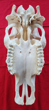 Load image into Gallery viewer, Beef (Cow) Skull - BES1002