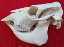 Load image into Gallery viewer, Beef (Cow) Skull - BES1002