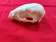 Load image into Gallery viewer, Large Raccoon Skull - UPPER Skull Only - RCS1005