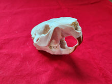 Load image into Gallery viewer, XL Beaver Skull - BVS1041