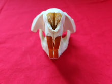 Load image into Gallery viewer, XL Beaver Skull - BVS1041