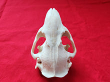Load image into Gallery viewer, XL Beaver Skull - BVS1041