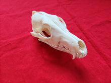 Load image into Gallery viewer, XXL Coyote Skull - CYS1005