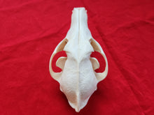 Load image into Gallery viewer, XXL Coyote Skull - CYS1005
