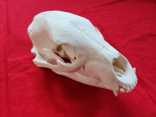 Load image into Gallery viewer, Large Black Bear Skull - BBS1019