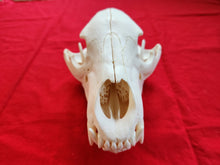 Load image into Gallery viewer, Large Black Bear Skull - BBS1019