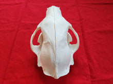 Load image into Gallery viewer, Large Black Bear Skull - BBS1019