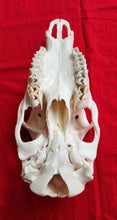 Load image into Gallery viewer, Cow Elk Skull - CES1002