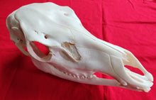 Load image into Gallery viewer, Cow Elk Skull - CES1002