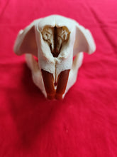 Load image into Gallery viewer, XXXXXL Beaver Skull - BVS1043